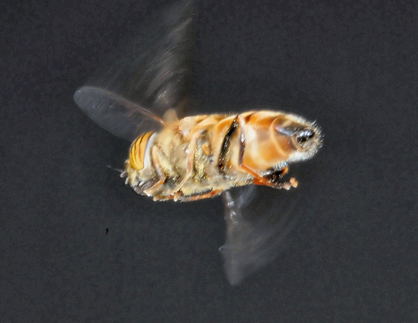 Eristalinus taeniops